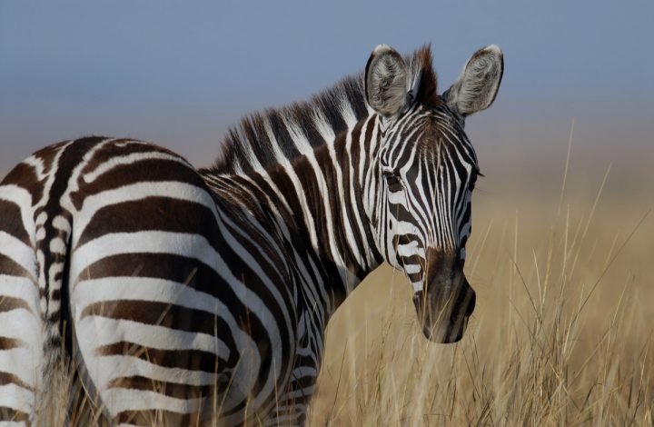 Lake Nakuru National Park